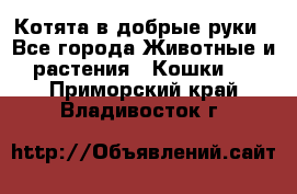 Котята в добрые руки - Все города Животные и растения » Кошки   . Приморский край,Владивосток г.